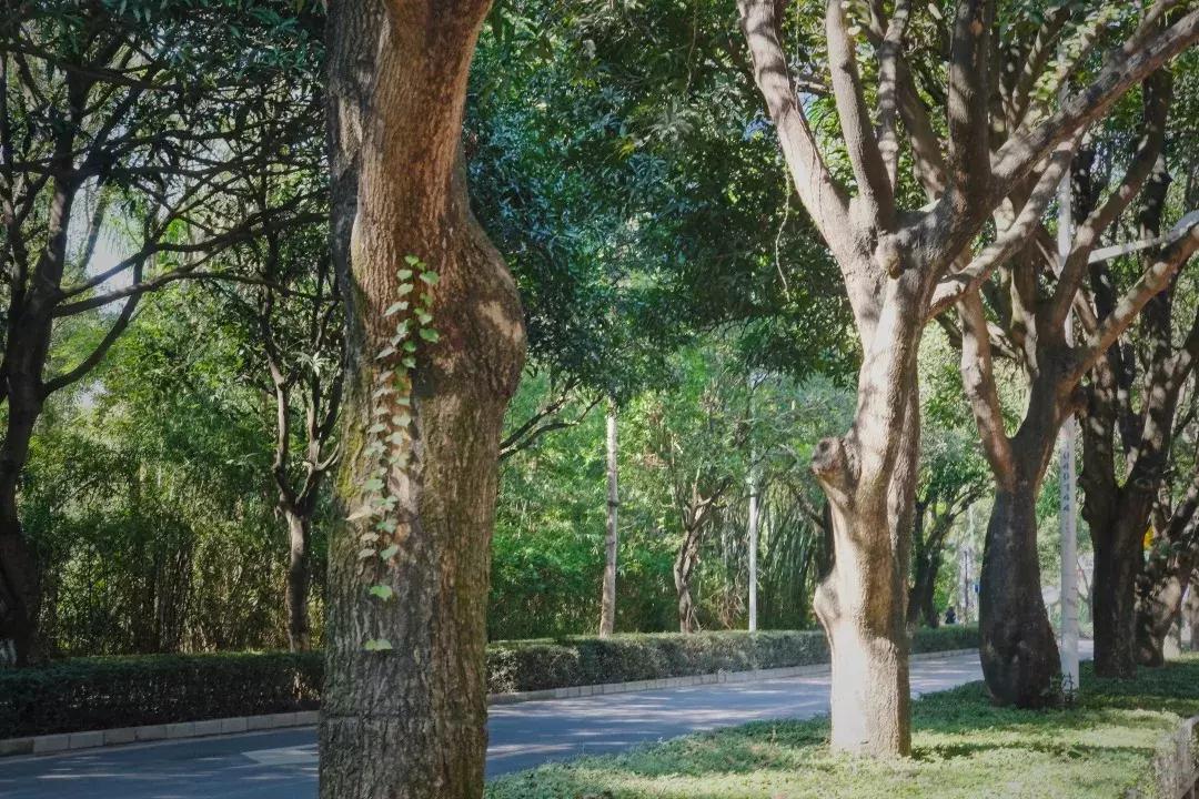 最近的华侨城,独一无二华侨城