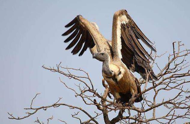 地球最奇特的沙漠,地球上最优越的气候是什么气候
