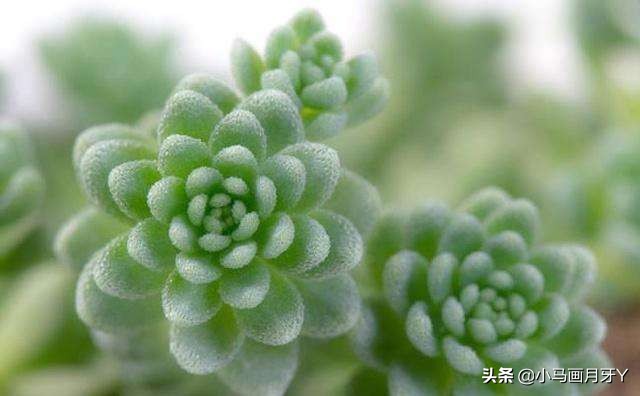 冬季动物成语大全,动物成语大全及答案100个