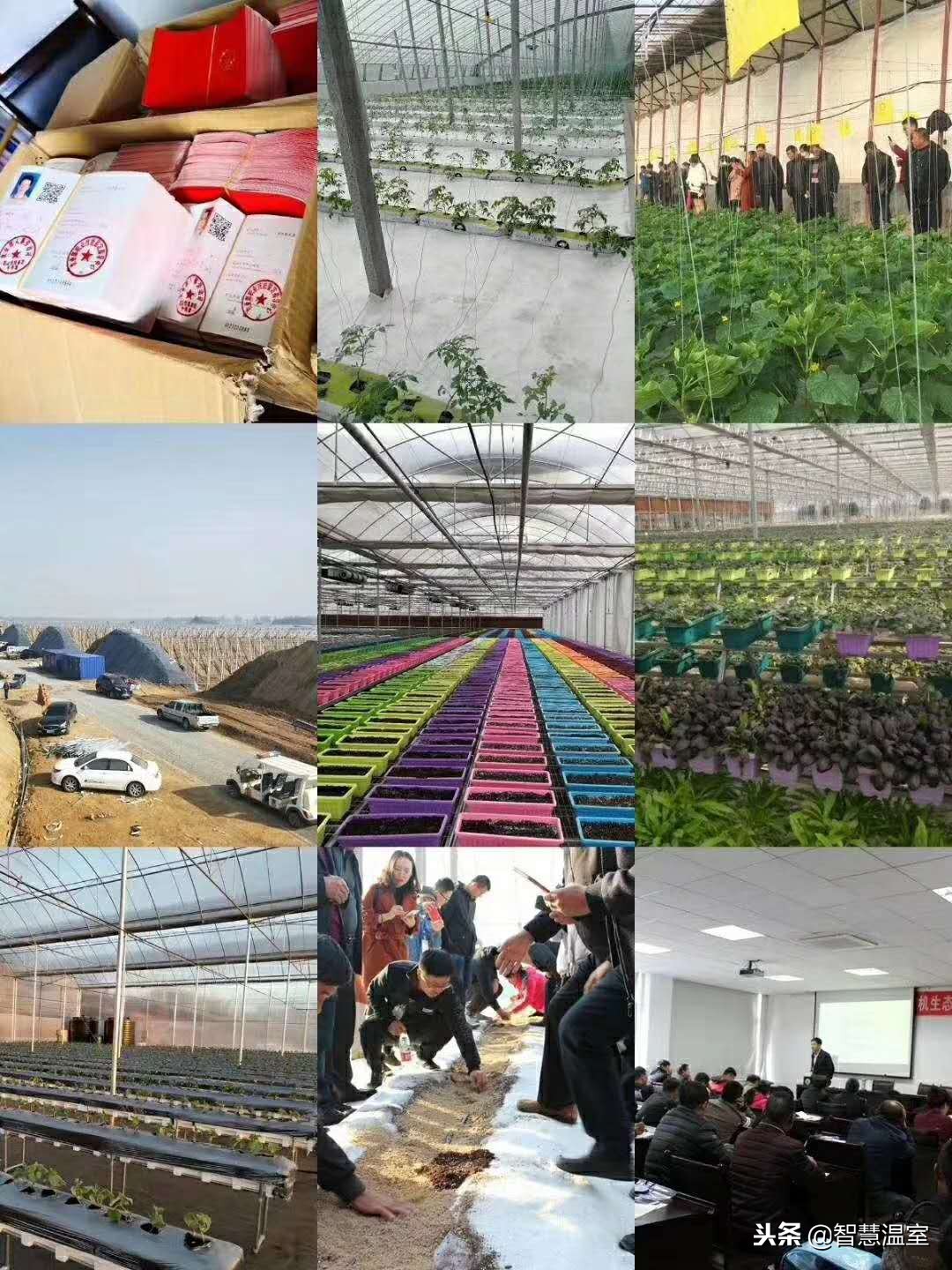 无土栽培蔬菜技术培训寿光,湖北无土栽培技术培训基地