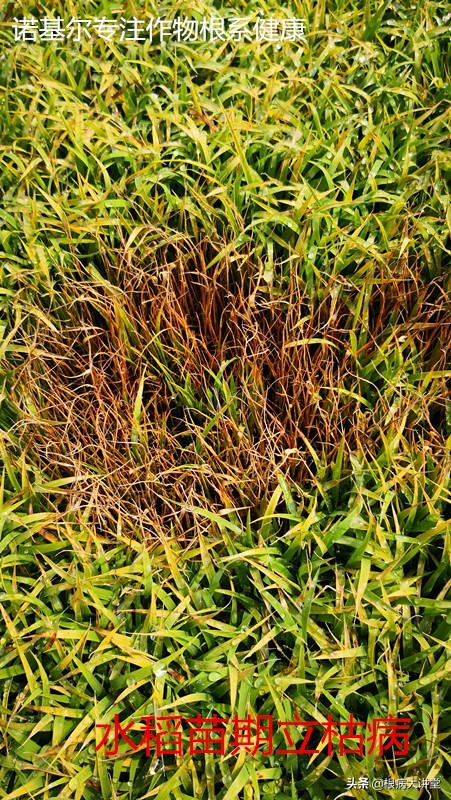 诺基尔：立枯病综合防治技术及治疗药剂大全，选对药很关键？