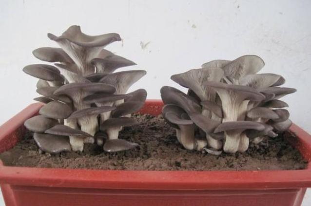 蘑菇发育成长,好吃好看的蘑菇简单易种植