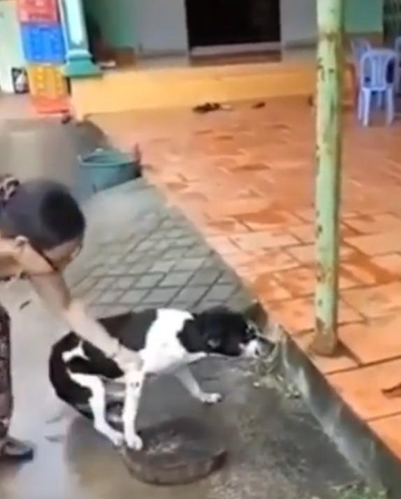 狗狗因为偷吃肉被主人打,越南狗被砍脚事件