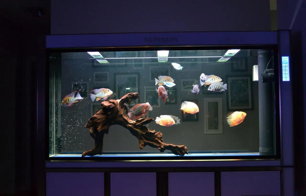 成品鱼缸上滤盒改造,制作一口鱼缸需要多少钱