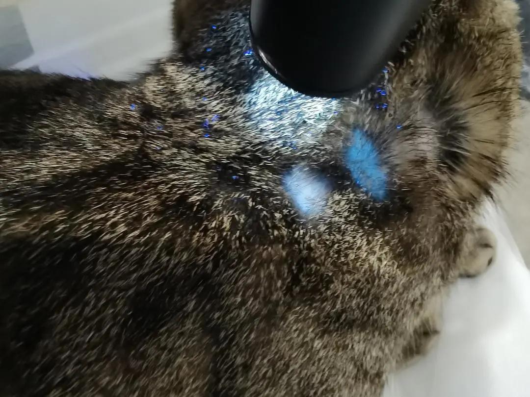 养猫狗常备药,宠物猫狗常用药