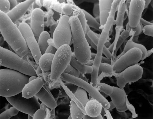 超级真菌是什么,美国超级真菌是怎么回事