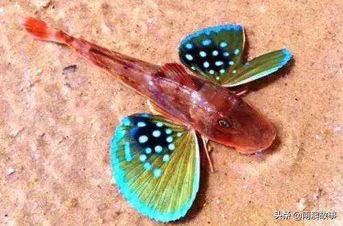 南澳渔民出海最常见的50种海鱼，都吃过，你就能退休了！