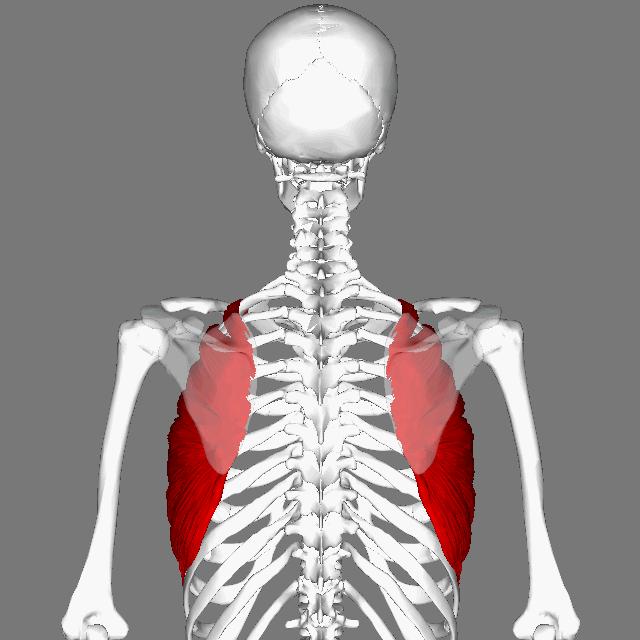 蝴蝶骨中间脊椎有凸起,翼状肩胛为何要加强菱形肌