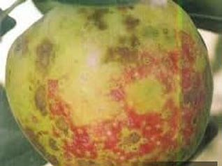 苹果缩果的危害,苹果缩叶病原因和治疗方法