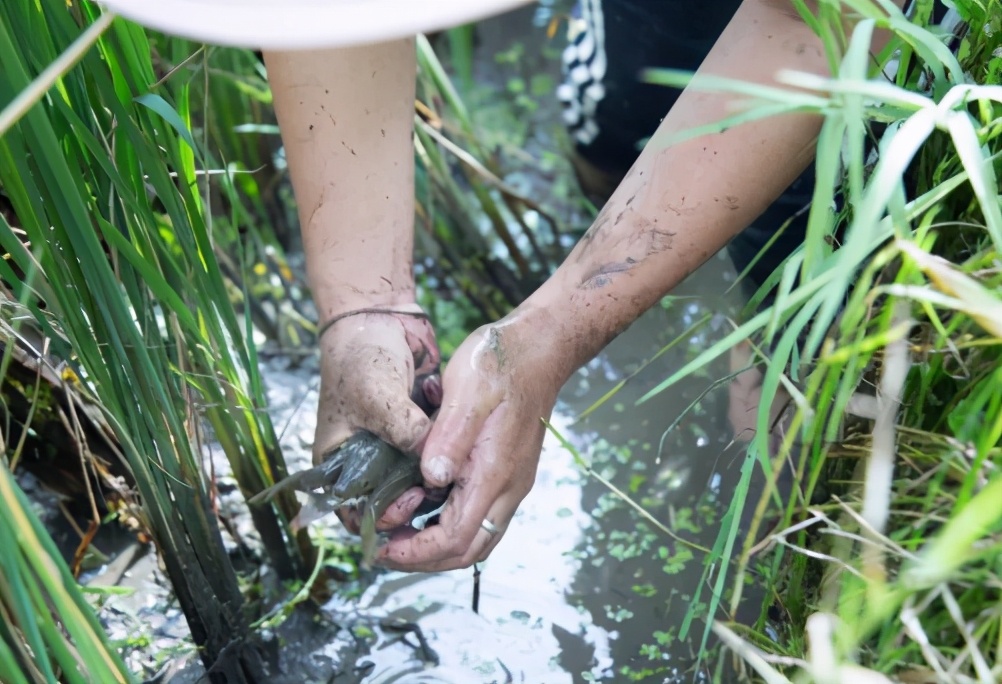 鲤鱼亩产50斤,鲤鱼做贡品