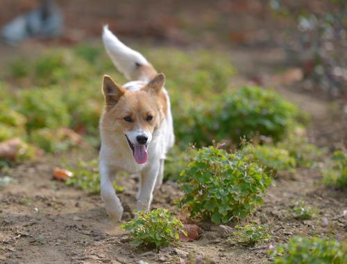 我喜欢的小动物二年级范文小猫咪,我最喜欢的小动物二年级作文小猫