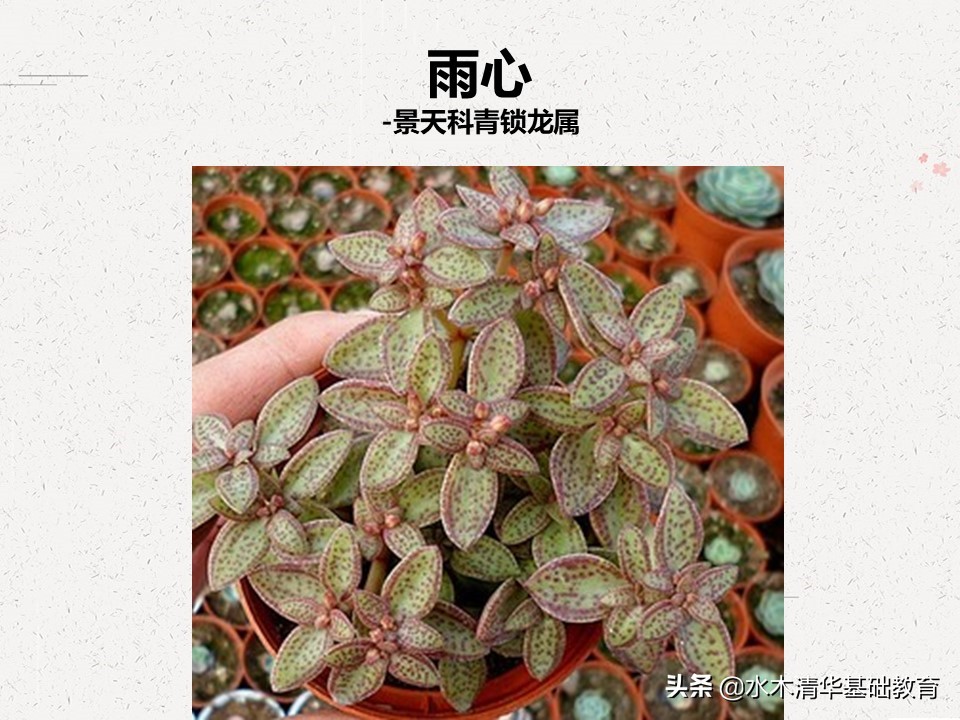 梦幻女王多肉植物百科图谱,原产地多肉植物图谱pdf