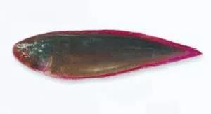 世界顶级海鲜鱼类,史上最完整鱼类海鲜图鉴