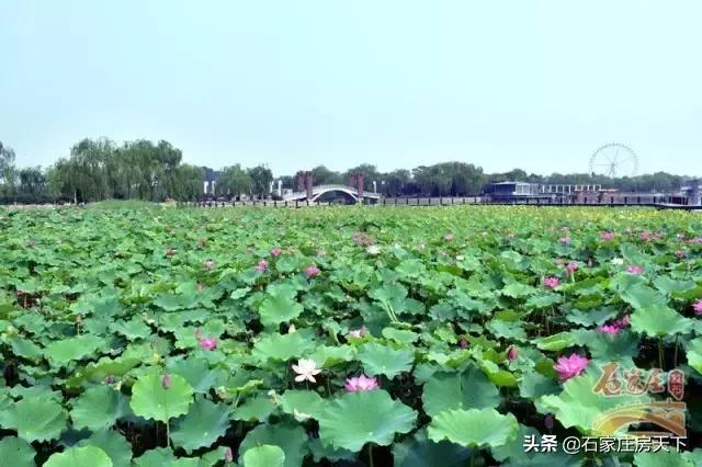 石家庄最浪漫约会圣地,七夕情侣约会的地方石家庄