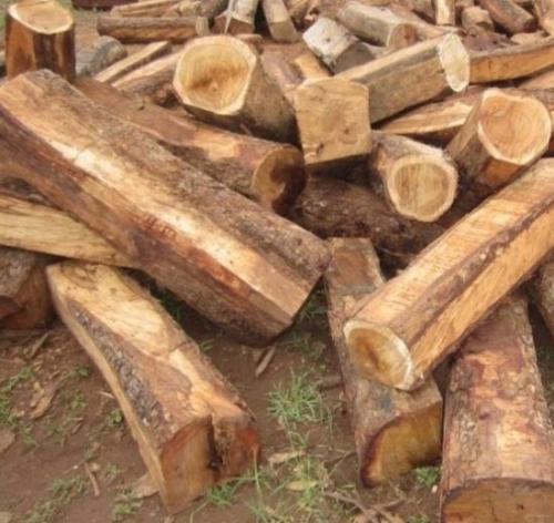 刺猬紫檀未来趋势,2018刺猬紫檀