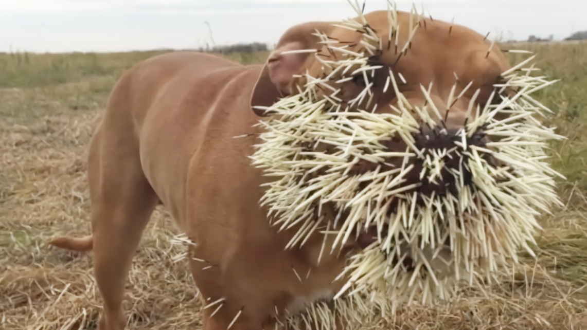 豪猪刺有多厉害？一扎进去难去除，狗狗经常扎成筛子