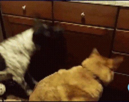 凡尔赛什么时候买合适,凡尔赛什么时候可以买