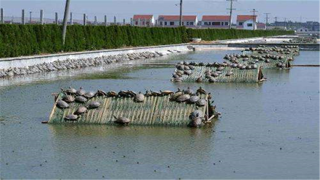 龟鳖养殖技术培训,甲鱼养殖拌料技巧