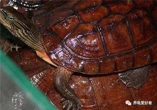 家养中华花龟怎么养,中华花龟新手饲养多少厘米的