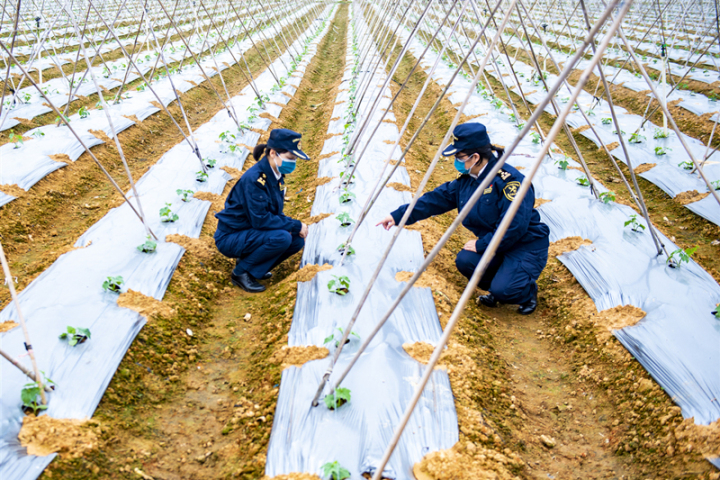 文明服务不打烊!千吨蔬菜走惠州海关“绿色通道”出口