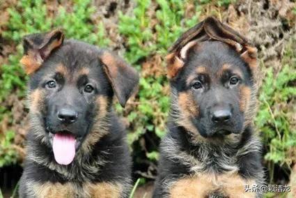 德国牧羊犬饲养基地在哪里,德国牧羊犬近亲繁育