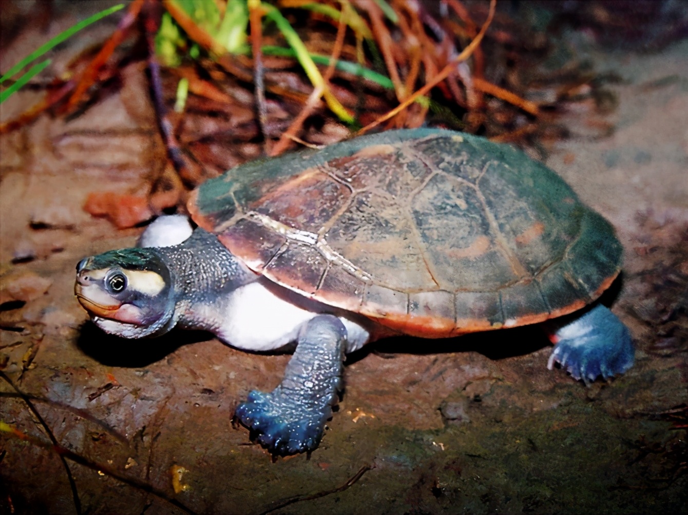 龟类纪录片,龟类图片