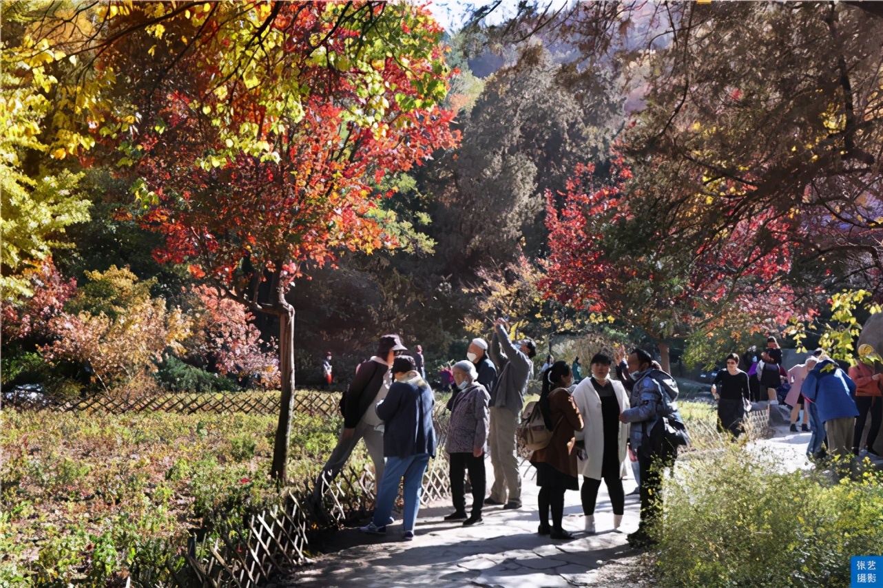 北京香山红叶林观看最佳月份,北京香山红叶最佳观赏期是在几月