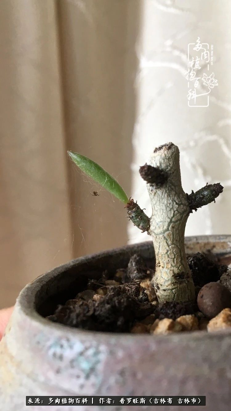 日日勤服侍，日日勤拂拭！服侍花儿，就是拂拭心灵