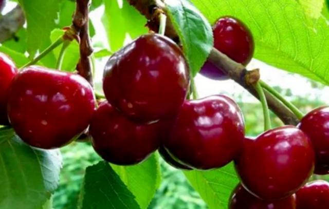 汶川、汉源的车厘子熟了！味道巴适，快去实现“车厘子自由”。