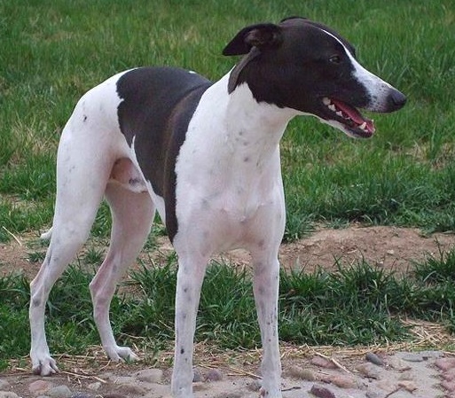 速度与激情法拉利,速度与激情的碰撞