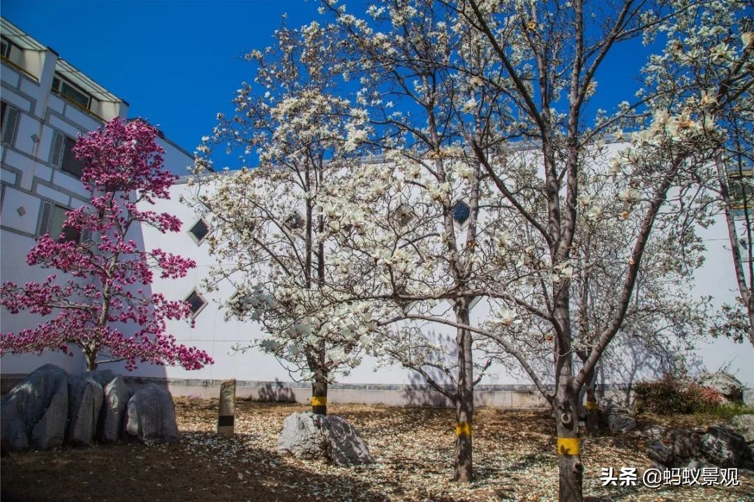 香山饭店四绝十八景是什么,香山饭店的游记