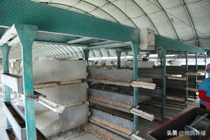 如何饲养鸽子鸽子会听话,鸽子饲养视频大全