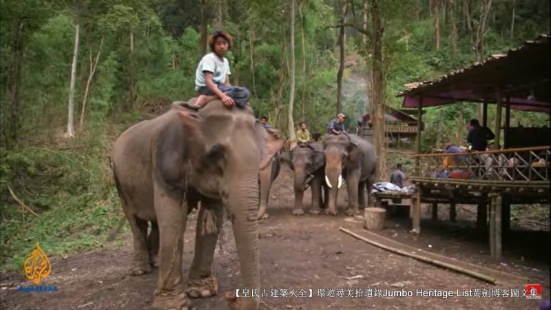 第1844回:皆伐破坏栖息生态,间伐劳工大象伐木