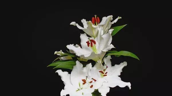 bbc中国探秘纪录片,bbc探秘印尼爪哇古洞