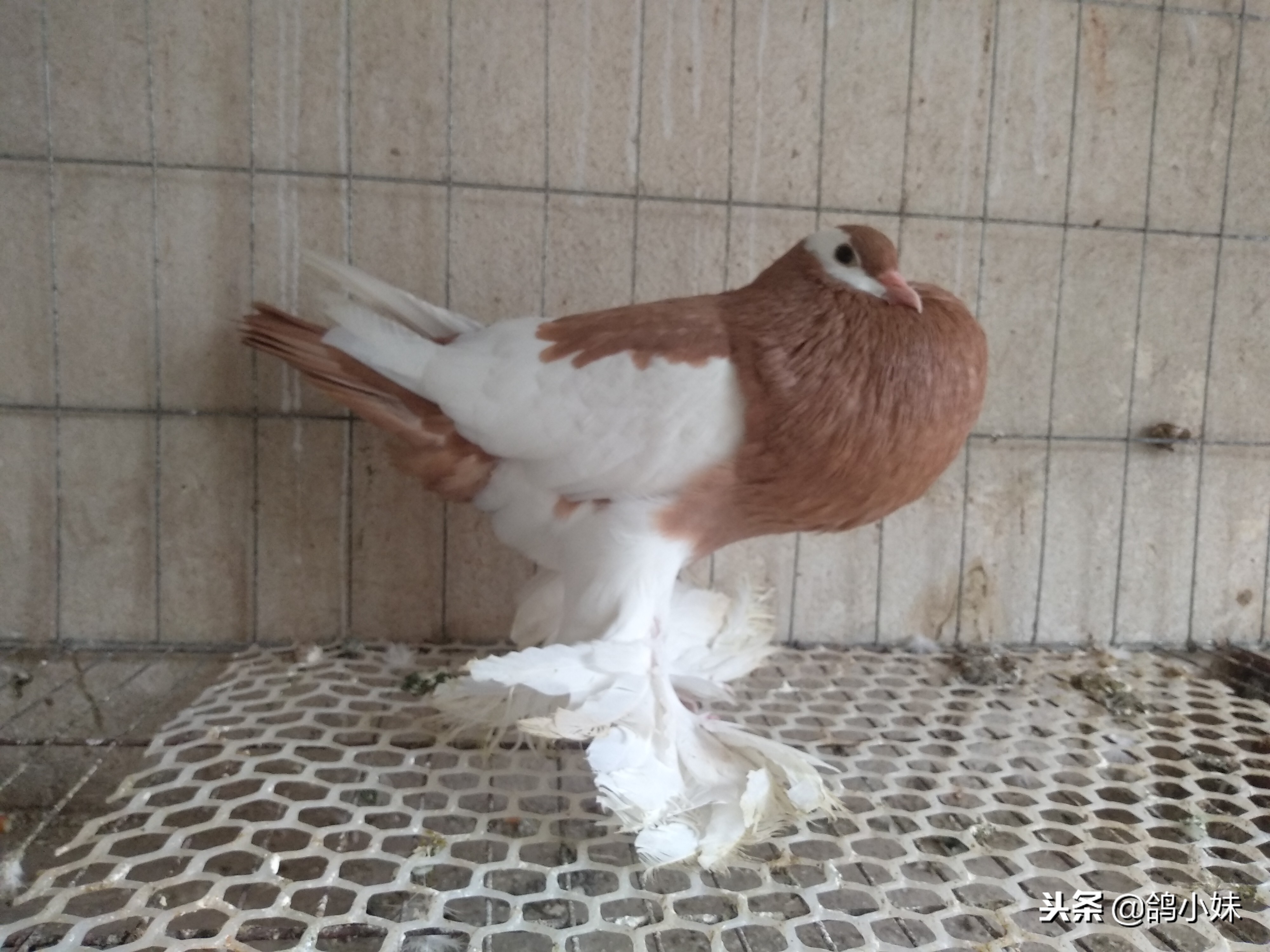 给工薪鸽友养鸽子的三点建议,养鸽子怎么养小鸽不死