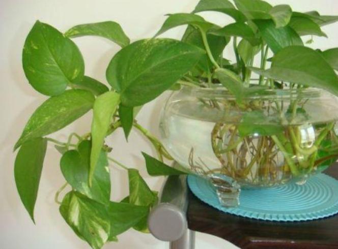 水培绿萝根系发黑是怎么回事,水培绿萝根系长了需要剪掉吗