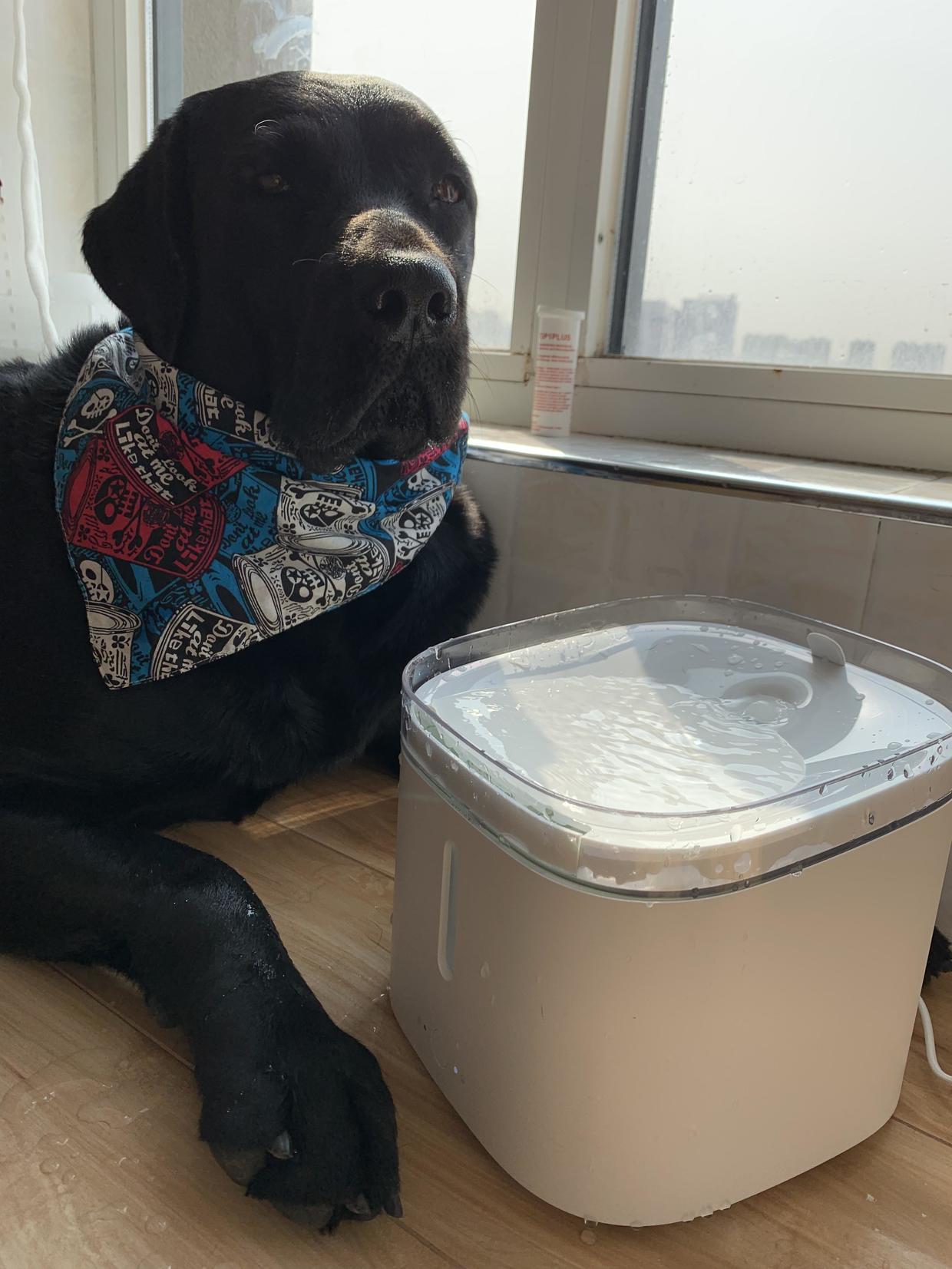 爱宠全天候的饮水管家——小顽智能宠物饮水机体验