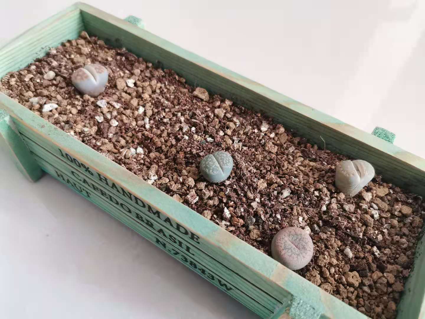 记录我养生石花踩过的坑，总结这八点让你的生石花长得饱满又艳丽