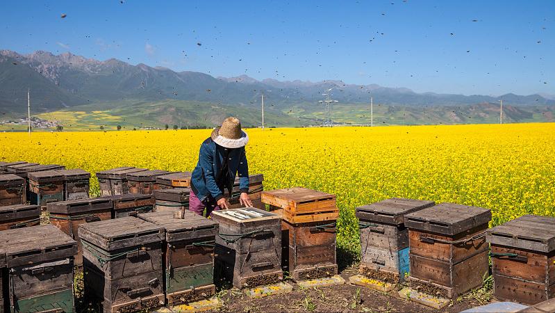 流动养蜂的蜂蜜为什么便宜,农村里的土蜂蜂蜜