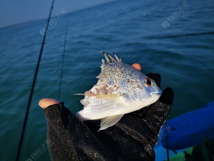 矶钓一竿远,精彩矶钓