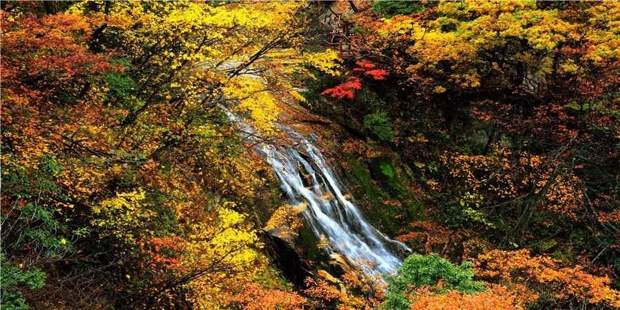 「官宣」赏秋大别山，天堂寨免票啦