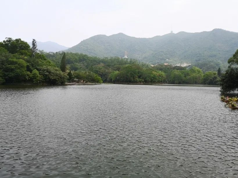 这个花展上的新优品种，为什么这么美？