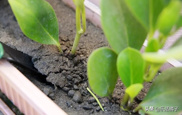 植物浇水浇的次数太多会怎样,植物浇水太多怎么补救