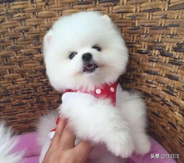 如何正确的挑选博美犬,如何挑一只纯种博美