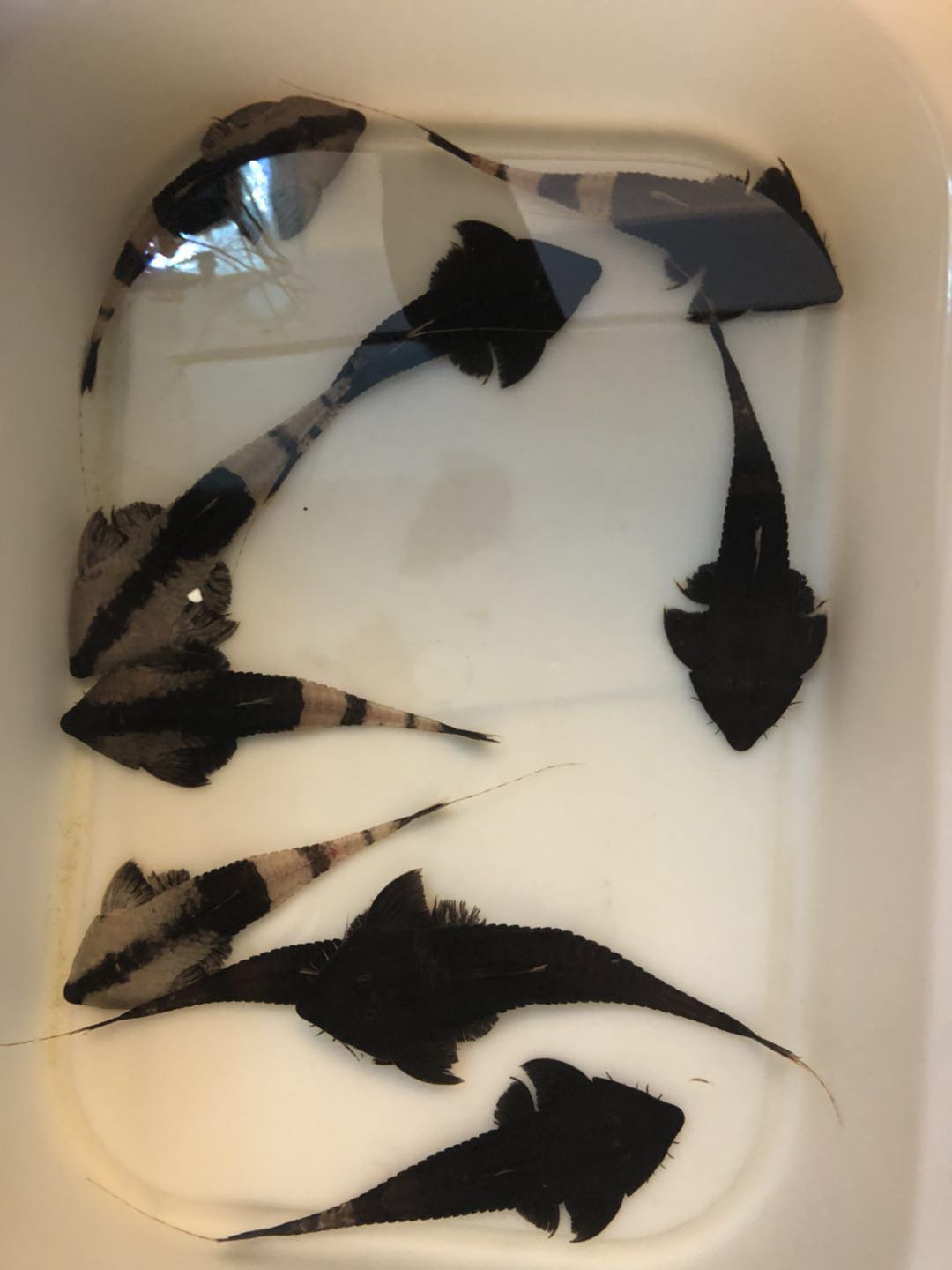 阴阳直升机全红,阴阳直升机图片