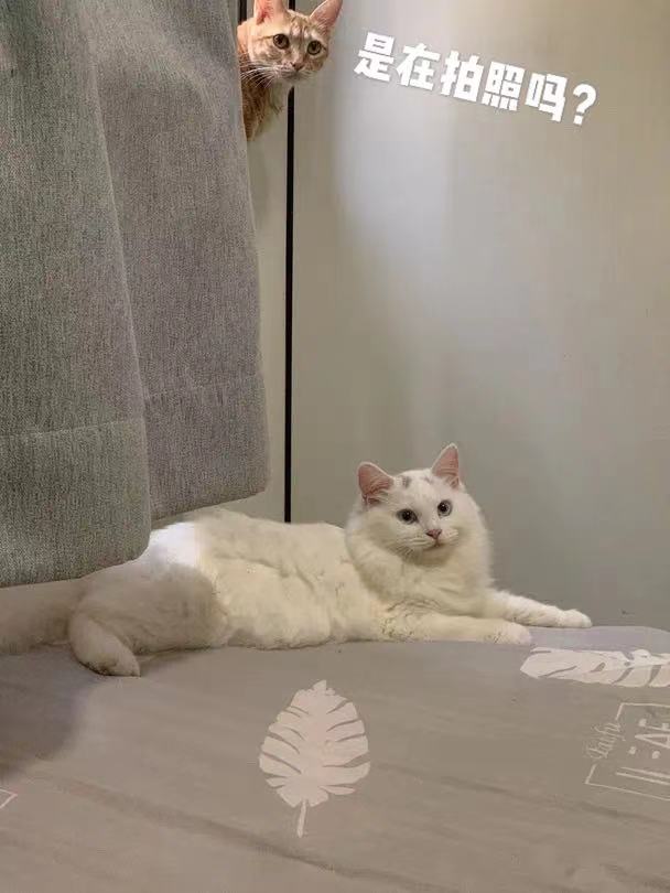 中华田园狮子猫多少钱一只,中华田园猫狮子猫蓝色眼睛