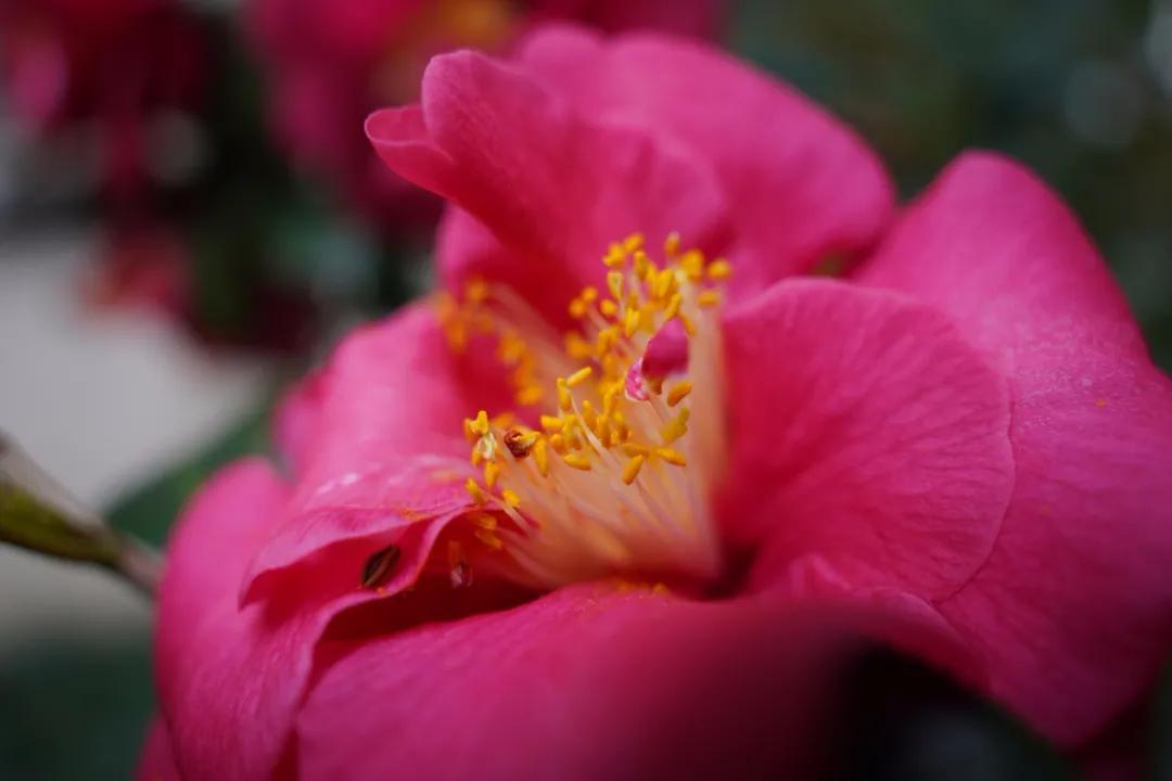 腾龙75-180与85定焦镜头,超值长焦定焦