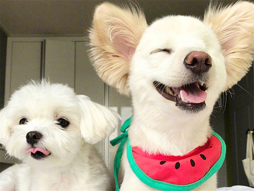 狗狗如何保养牙齿不口臭,狗狗牙齿脏又不让刷牙怎么办