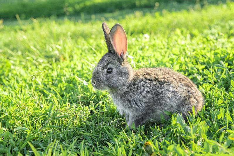 养兔怎样做大做强,养兔怎么培养感情