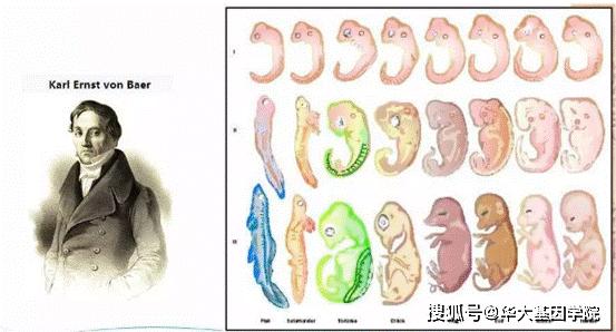 演化之美，发育之魅